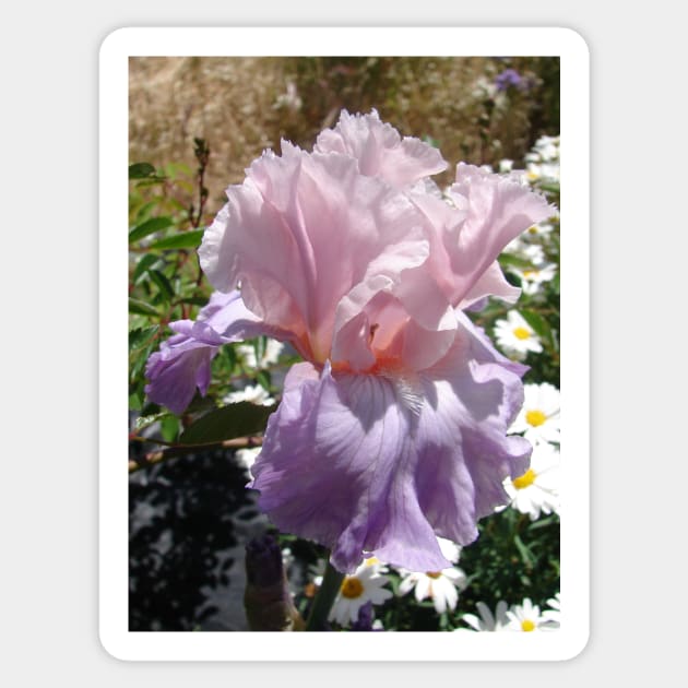 Purple Iris Flower Sticker by SarahRajkotwala